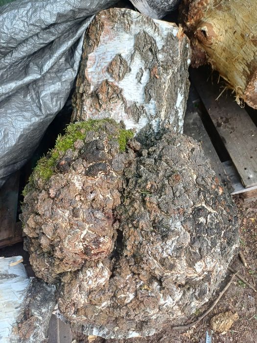Brzoza czeczot w klocku