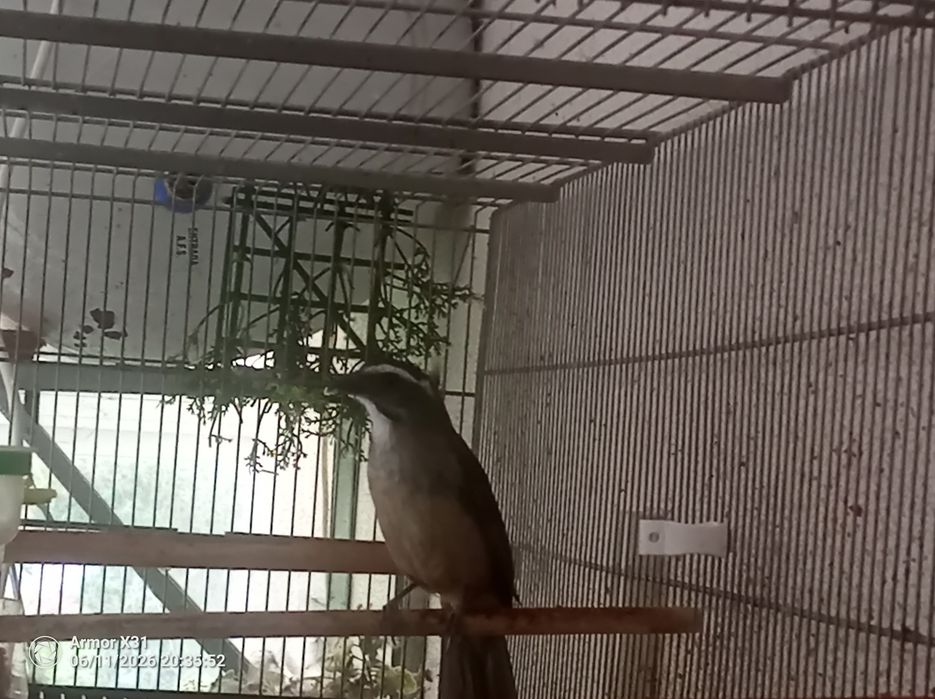 Trinca Ferro Macho Cantador