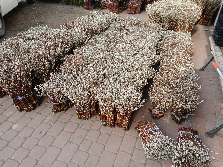 Palma wielkanocna bazie  kotki