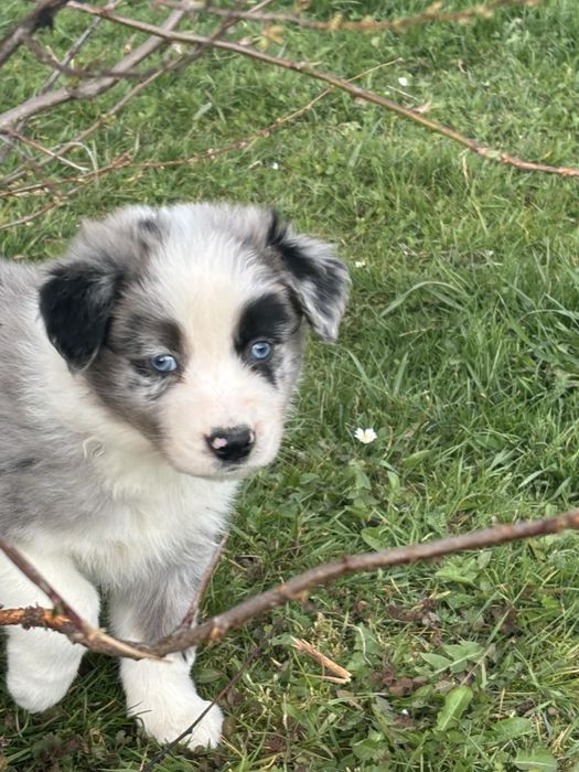 Piesek border collie (blue merle)