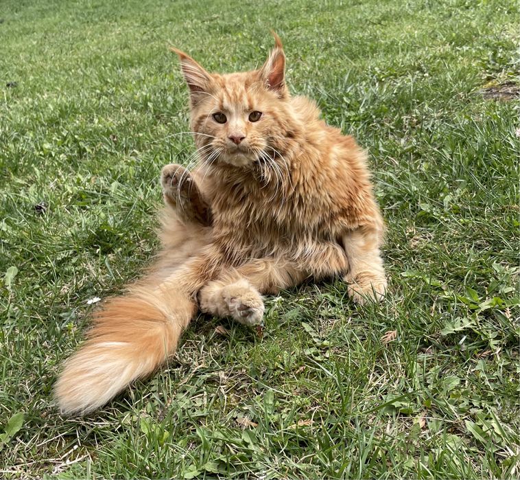 Кіт Мейн-кун в’язка