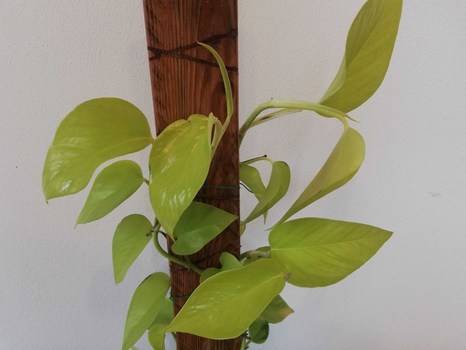 Epipremnum Neon Golden Pothos - na desce
