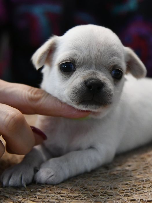 Krótkowłosy chłopczyk chihuahua ZKwP FCI Warszawa