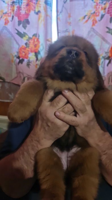 Тибетський мастиф