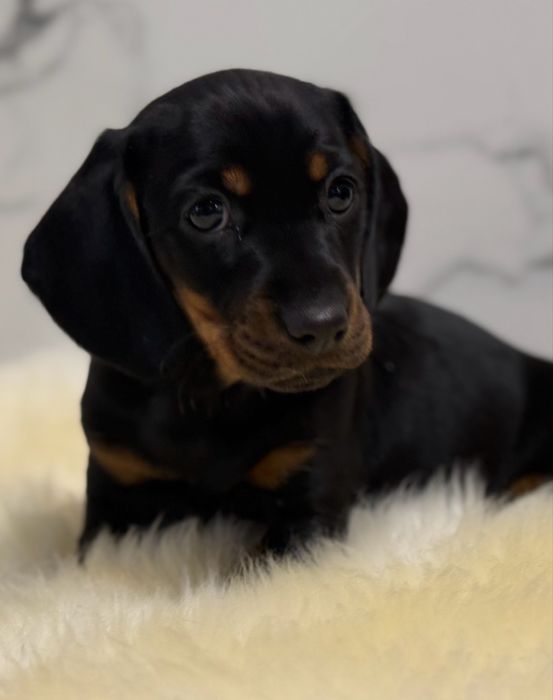 Jamnik  krótkowłosy sunia