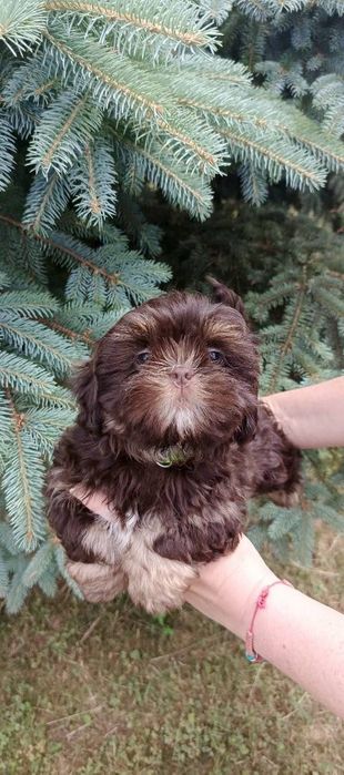 Piesek Shih Tzu Czekoladowy