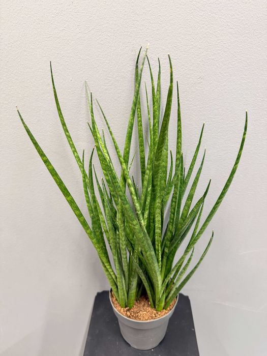 Sansevieria Comet Kichaka Sansewieria