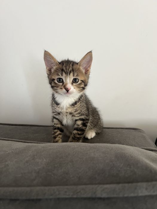 Кошенята 2 місяці
