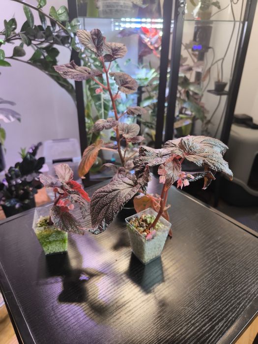 Piękna Begonia U062