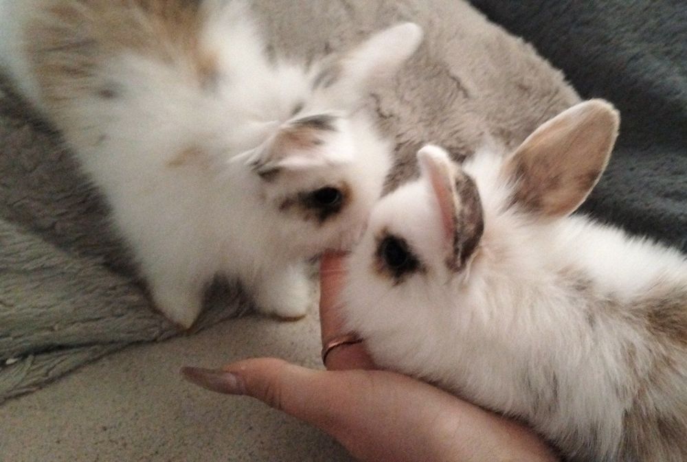 Декоративні кролики