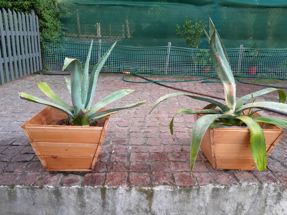 agawy  różnej wielkości zamienię bądź sprzedam