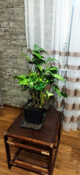 Кімнатні квіти сингоніум, красула, сансевієрія