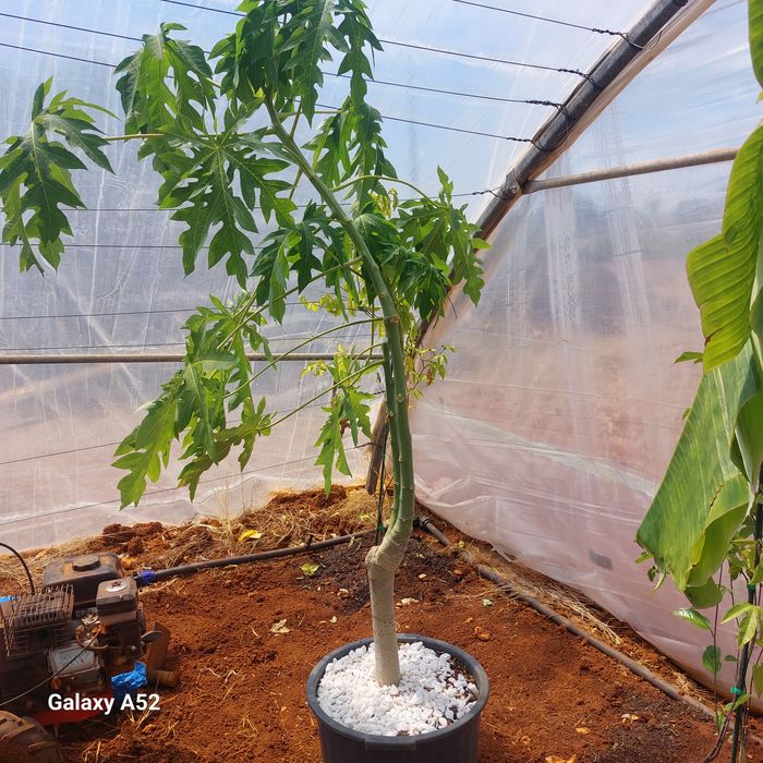 Vendo,Plantas de Papaia, pequenas ,médias e grandes,pode viver no exterior ,preço entre €22  a € 120,posso fazer entrga,se tiver máximo  10km
