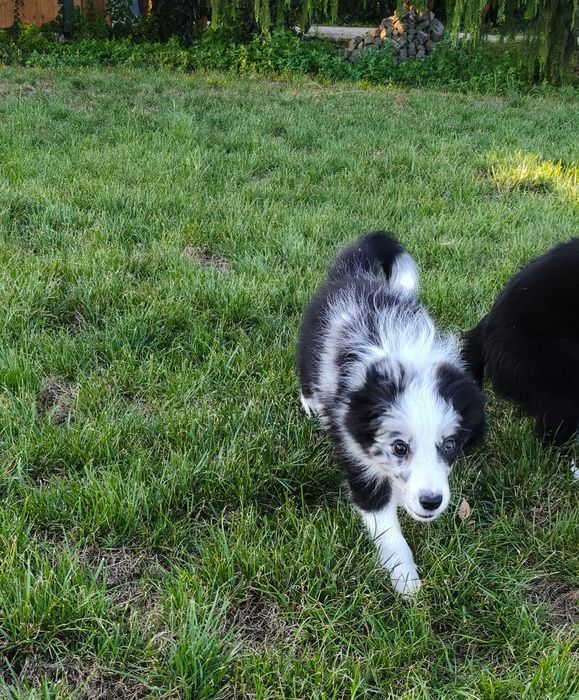 Border Collie suczka blue merle Jellybean
