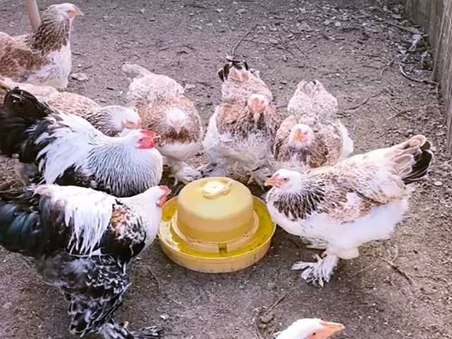 Інкубаційне яйце курей Брама: колумбійське золото, лососева