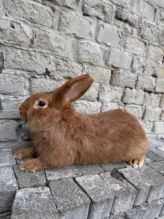 Króliki burgundzkie , samce