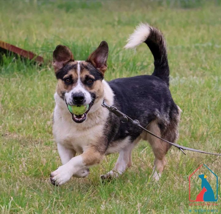 MŁODY, WESOŁY, aktywny, uwielbia aportować piłeczki