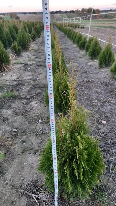 Thuja smaragd kopana z gruntu