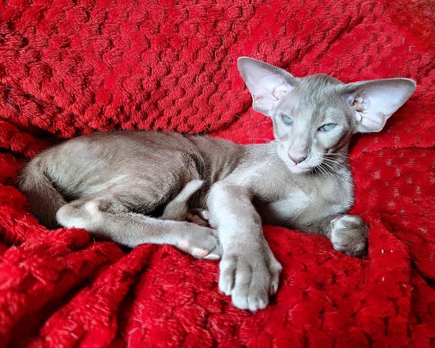 Лиловый ориентальный мальчик