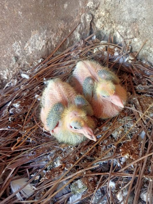 Pombos Correios em Braga