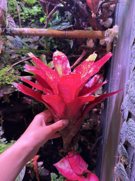 Neoregelia terrarium