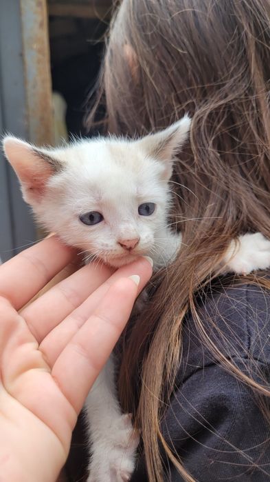 Gatos bebes para dar