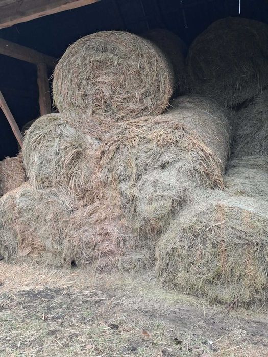 Sprzedam bele siana 2025 spod dachu