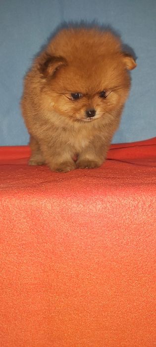 Spitz Alemão miniatura