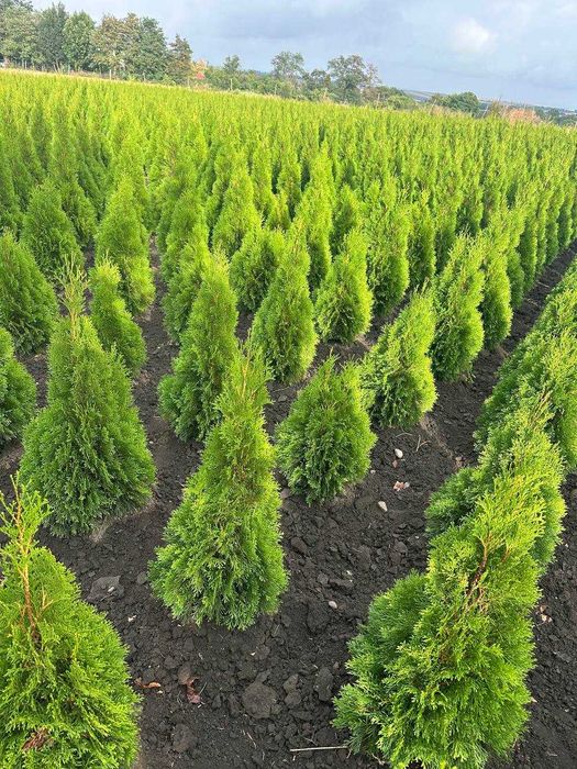 Туя Смарагд. Найнижчі ціни!