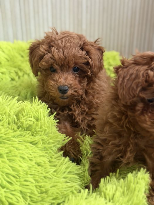 Pudel Toy śliczny piesek do rezerwacji