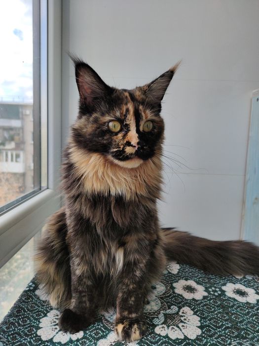 Черепаховая кошка Мейн Кун.