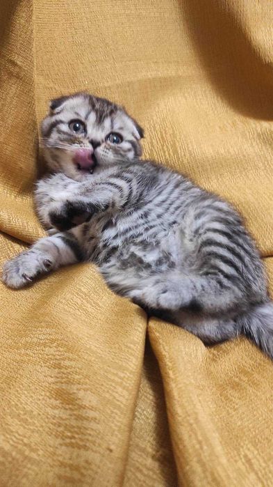 Гарні шотландські кошенятка