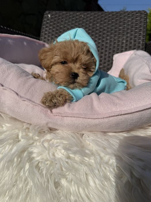 Наймиліші карамельки мальтипу на подарунок