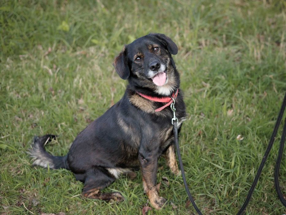 Adoptuj cudownego OZZYEGO!