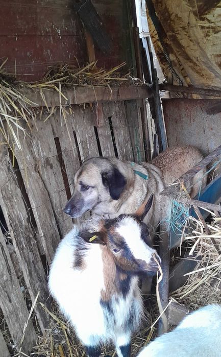 Cabrito anão branco  sem cornos