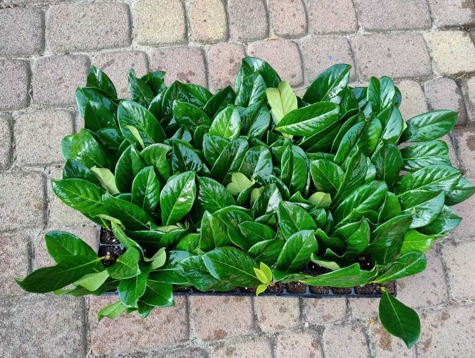 Planta Prunus Laurocerasus Novita para venda em placas múltiplas