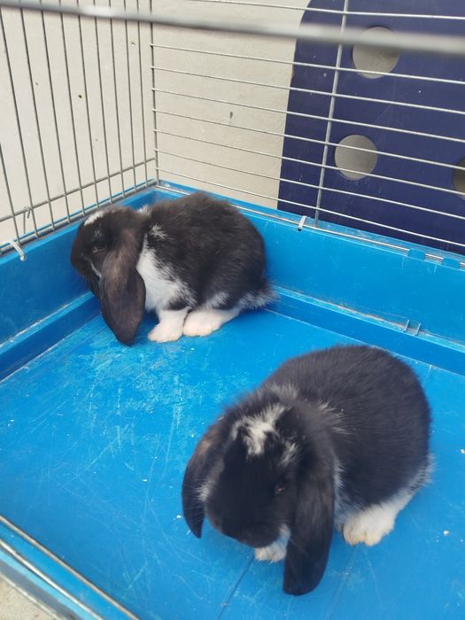 Małe króliki barana francuskiego