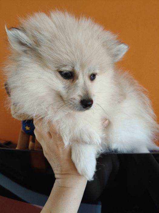 Spitz alemão menino Red Merle