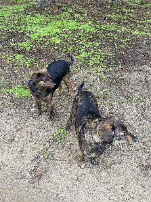 Собаки стерилизованы привиты добрые