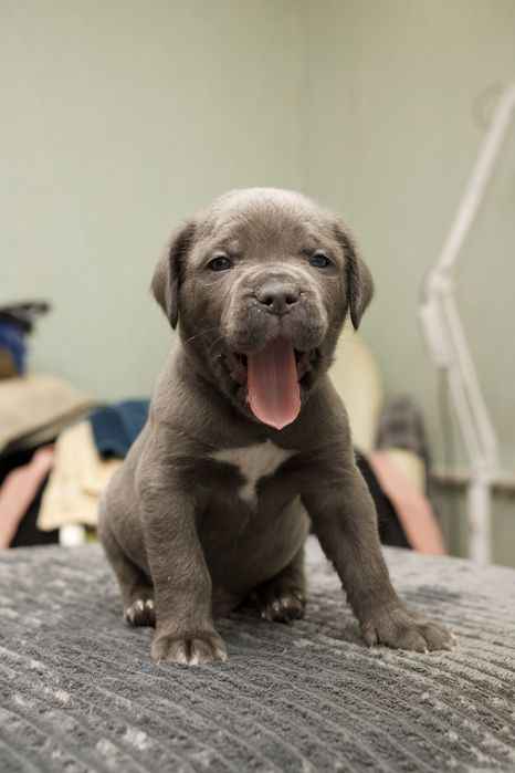 Цуценята Кане Корсо