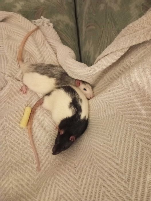 Oddam szczurki za darmo