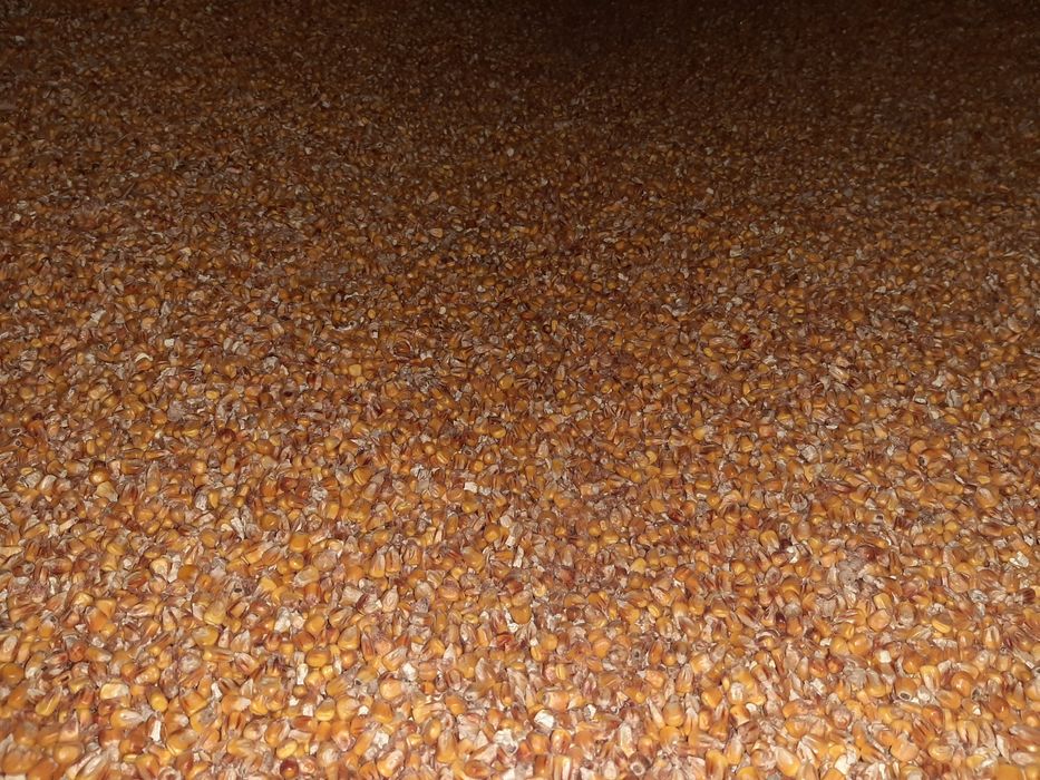 Kukurydza, ziarno suche, dla kur, gołębi, ryb