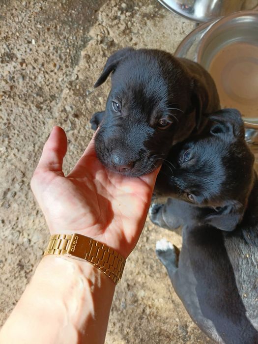 Cachorros para adoção