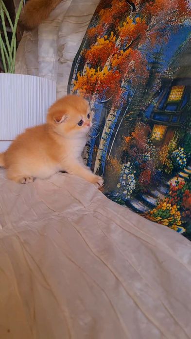Ручные котята. Малыши золотая шиншилла.