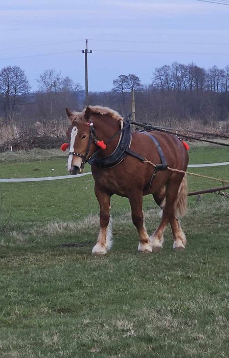 Klacz w typie sztumskim