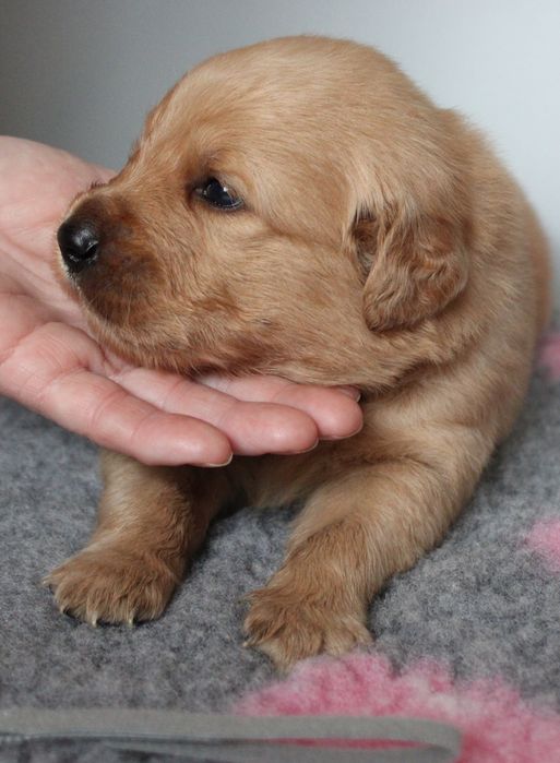 Szczeniak Golden retriever