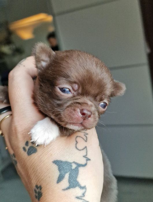 Czekoladowy piesek Chihuahua