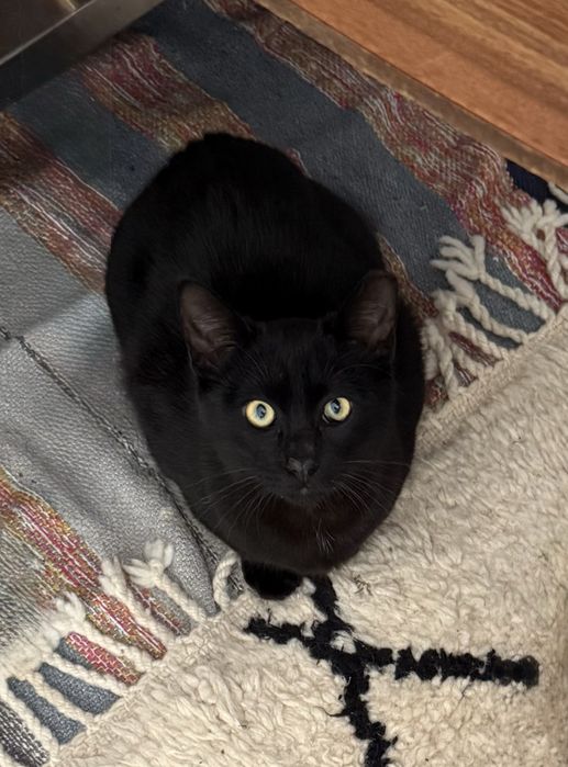 Gata e Gato para adoção responsavel