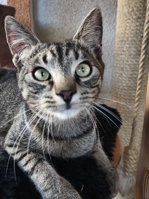 Kocie rodzeństwo do adopcji