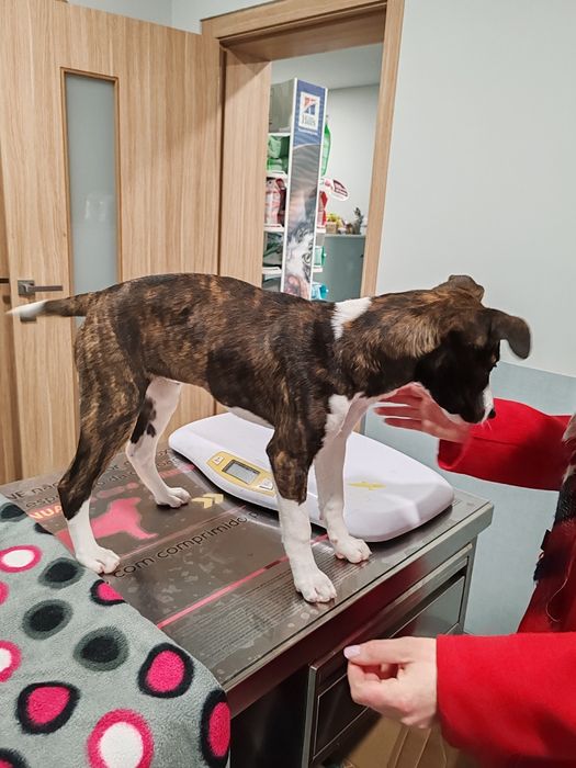 Dou cachorra porte pequeno médio 4 meses